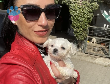 Maltese terrier yavrularım sağlık ve ırk garantilidir - 9497 - Görsel 3