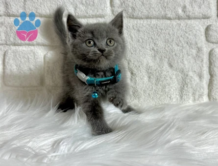 2 Aylık British Shorthair Gri Bebeğimiz - 9502 - Görsel 2