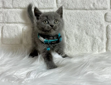 2 Aylık British Shorthair Gri Bebeğimiz - 9502
