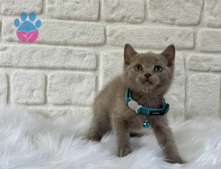 Lilac British Shorthair Erkek Yavrumuz - 9505 - Görsel 2