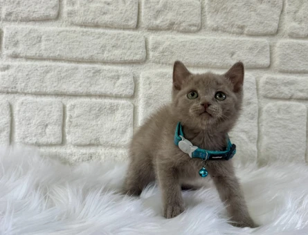 Lilac British Shorthair Erkek Yavrumuz - 9505