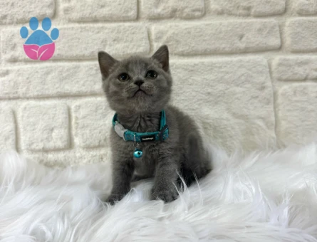 Gri Renk Britsh Shorthair Yavrularımız - 9507 - Görsel 2
