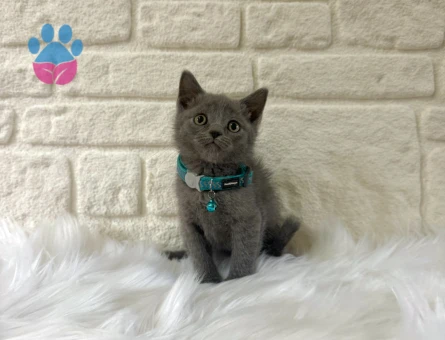 British Shorthair Yavrumuz 2 Aylık - 9508 - Görsel 2