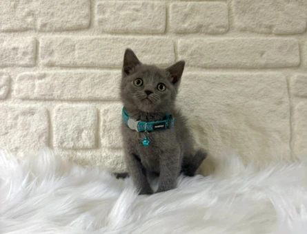 British Shorthair Yavrumuz 2 Aylık - 9508