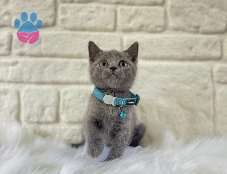 British Shorthair Yavrumuz 2 Aylık - 9508 - Görsel 3