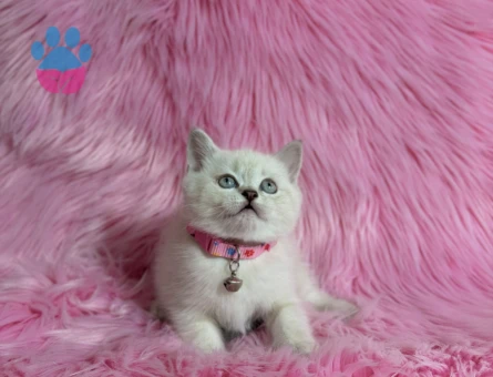 Asil Güzellik British Shorthair Dişi Point - 9509 - Görsel 2