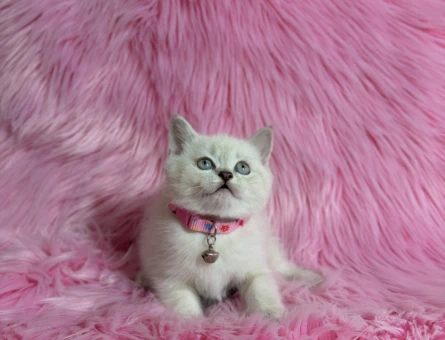 Asil Güzellik British Shorthair Dişi Point - 9509