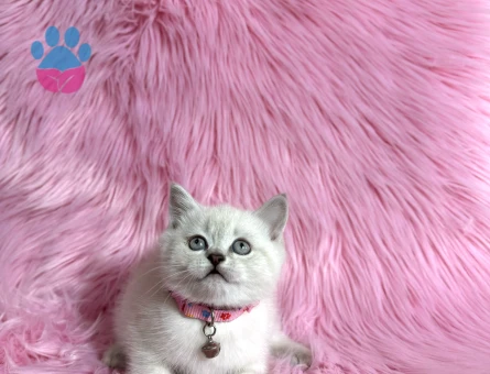 Asil Güzellik British Shorthair Dişi Point - 9509 - Görsel 3