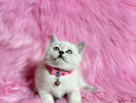 Topaç Kafa British Shorthair Kızımız - 9510