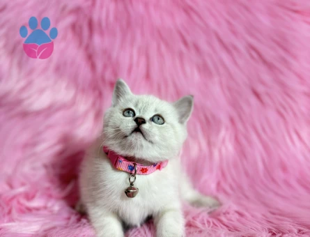 Topaç Kafa British Shorthair Kızımız - 9510 - Görsel 3