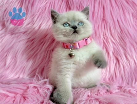Güzellik British Shorthair Blue Point Dişi - 9511 - Görsel 2