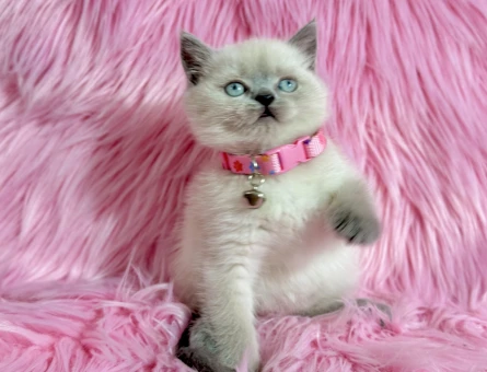 Güzellik British Shorthair Blue Point Dişi - 9511
