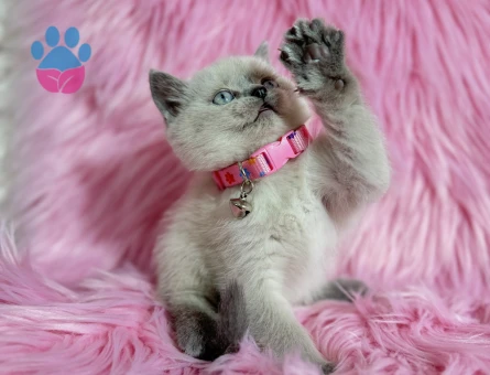 Güzellik British Shorthair Blue Point Dişi - 9511 - Görsel 3