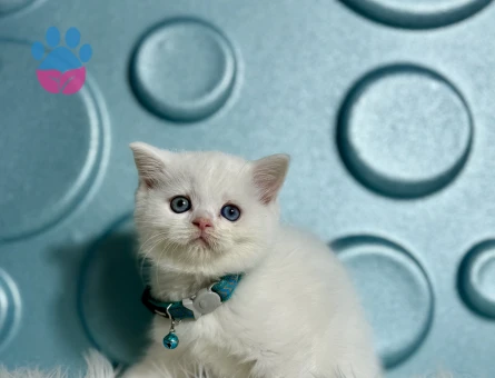 Bembeyaz British Shorthair Yavrumuz - 9512 - Görsel 2