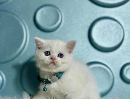 Bembeyaz British Shorthair Yavrumuz - 9512