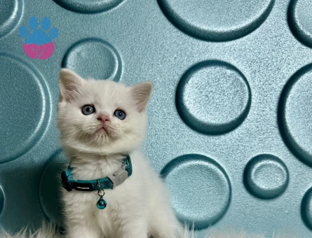 Bembeyaz British Shorthair Yavrumuz - 9512 - Görsel 3