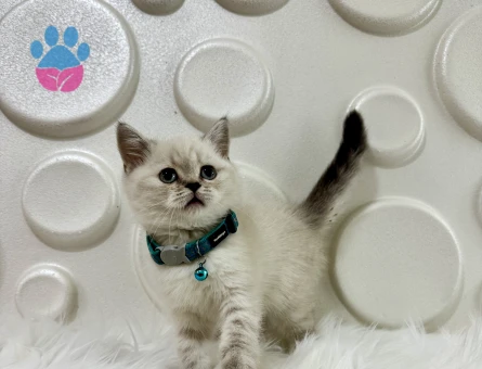 British Shorthair Lynx Point Çizgili Surat - 9513 - Görsel 2
