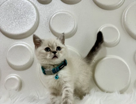 British Shorthair Lynx Point Çizgili Surat - 9513