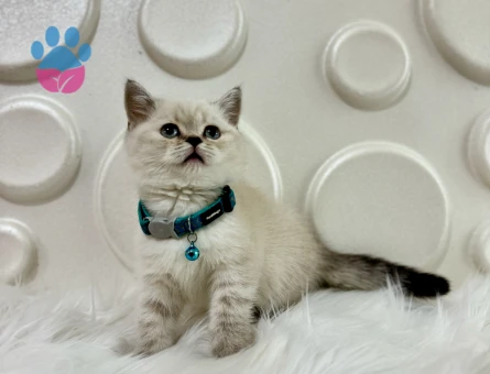 British Shorthair Lynx Point Çizgili Surat - 9513 - Görsel 3