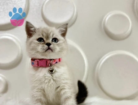 British Shorthair Lynx Point 2 Aylık - 9514 - Görsel 2