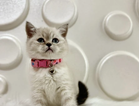 British Shorthair Lynx Point 2 Aylık - 9514