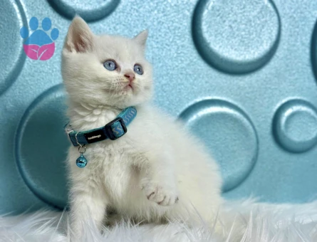 Maviş British Shorthair Erkek Yavrumuz - 9516 - Görsel 2