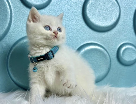 Maviş British Shorthair Erkek Yavrumuz - 9516
