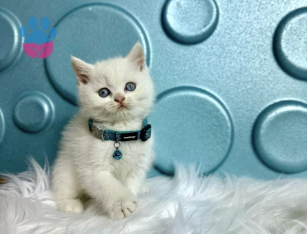 Maviş British Shorthair Erkek Yavrumuz - 9516 - Görsel 3