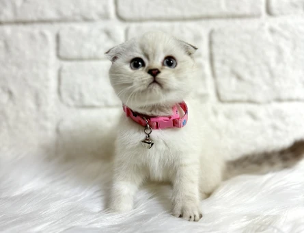 Scottish Fold Point Erkek Bebeğimiz - 9517