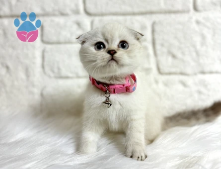 Scottish Fold Point Erkek Bebeğimiz - 9517 - Görsel 3