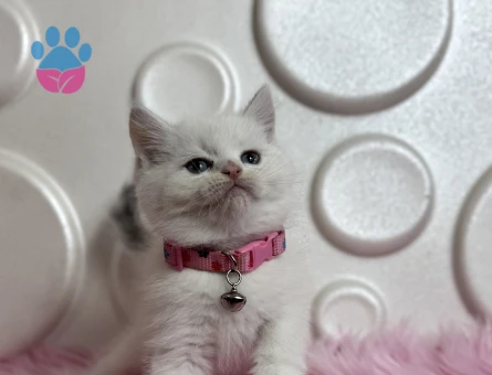 British Shorthair Beyaz Dişi Yavrumuz - 9519 - Görsel 2
