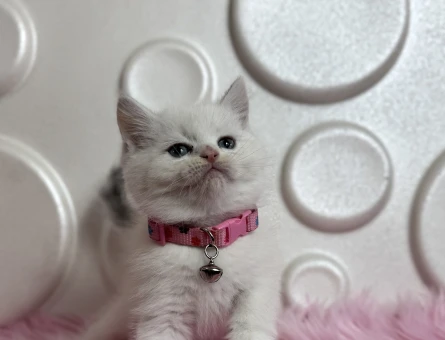 British Shorthair Beyaz Dişi Yavrumuz - 9519