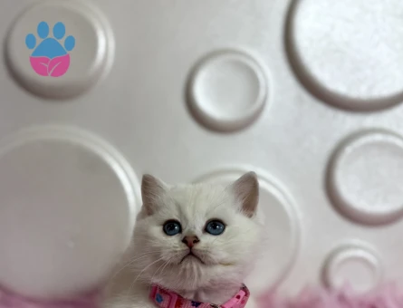 British Shorthair Beyaz Dişi Yavrumuz - 9519 - Görsel 3