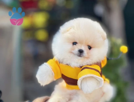 Orjinal Teddy Bear Pomerinan Yavrular - 9525 - Görsel 2