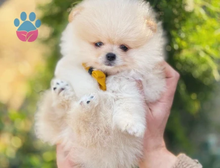 Orjinal Teddy Bear Pomerinan Yavrular - 9525 - Görsel 3