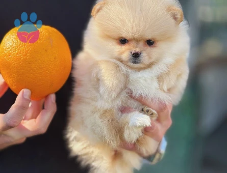 Orjinal Teddy Bear Pomerinan Yavrular - 9525 - Görsel 4