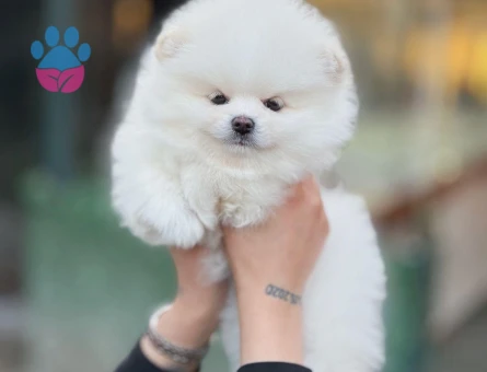Orjinal Irk Garantili Teddy Bear Pomerinan - 9527 - Görsel 2