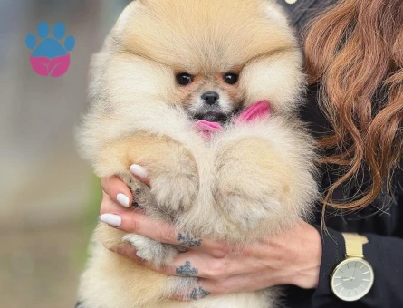 Orjinal Irk Garantili Teddy Bear Pomerinan - 9527 - Görsel 4