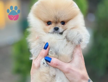 Orjinal Irk Garantili Teddy Bear Pomerinan - 9527 - Görsel 3
