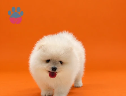 Safkan Pomeranian yavrular - 9530 - Görsel 2