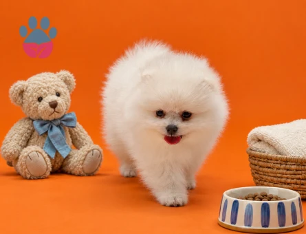 Safkan Pomeranian yavrular - 9530 - Görsel 5