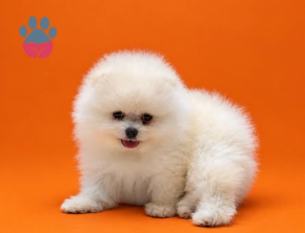 Safkan Pomeranian yavrular - 9530 - Görsel 3