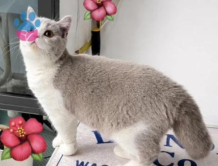 British Shorthair Bicolor yavrular - 9531 - Görsel 3