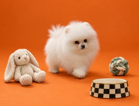 Pomeranian yavrularımız gelmiştir - 9532