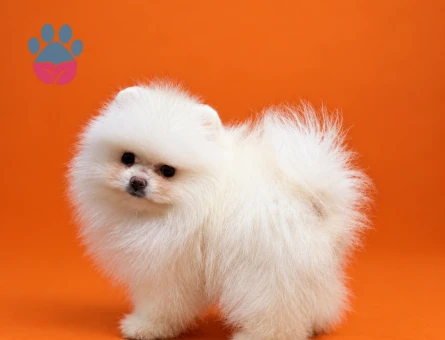 Pomeranian yavrularımız gelmiştir - 9532 - Görsel 3