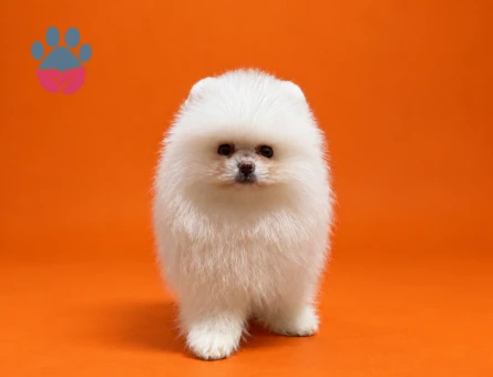 Pomeranian yavrularımız gelmiştir - 9532 - Görsel 4