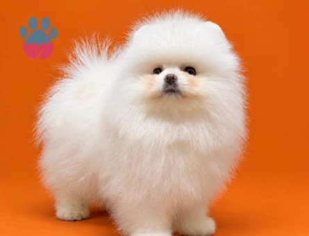 Pomeranian yavrularımız gelmiştir - 9532 - Görsel 5