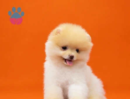 Pomeranain ırkının en seçkin yavruları - 9533 - Görsel 5