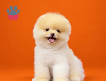 Pomeranain ırkının en seçkin yavruları - 9533 - Görsel 2