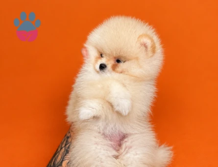 Kore Pomeranian - 9534 - Görsel 3